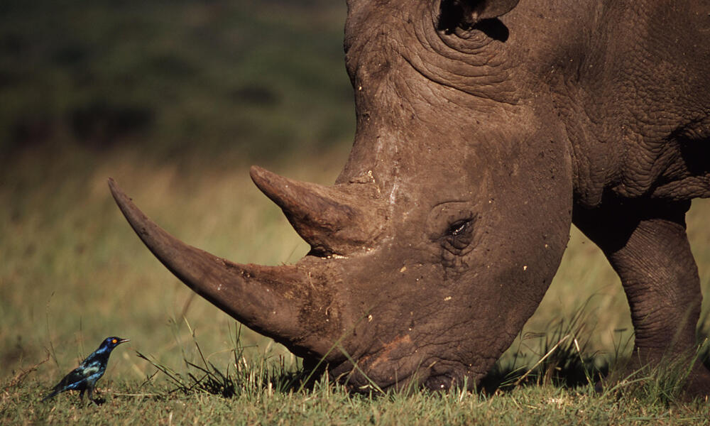 White Rhino Species WWF