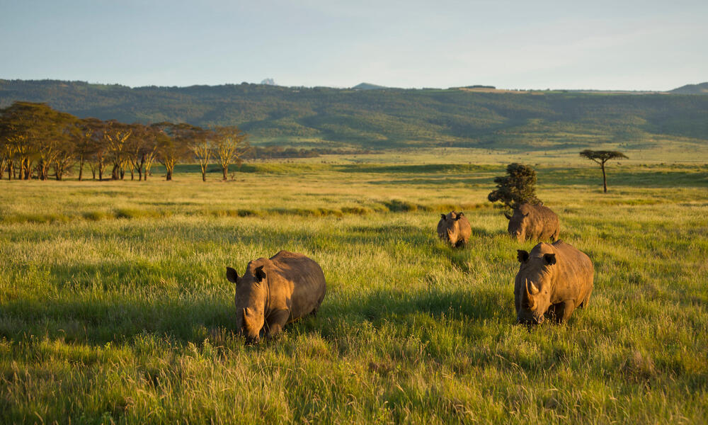 White Rhinoceros (Ceratotherium simum), Kenya.