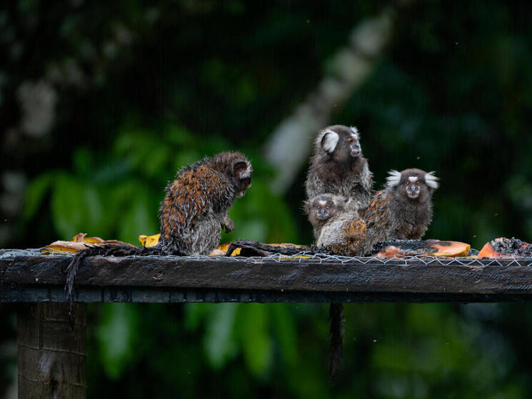 White-Tufted-Ear Marmoset