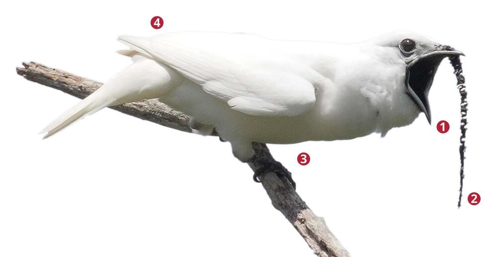 White bellbird perched on branch