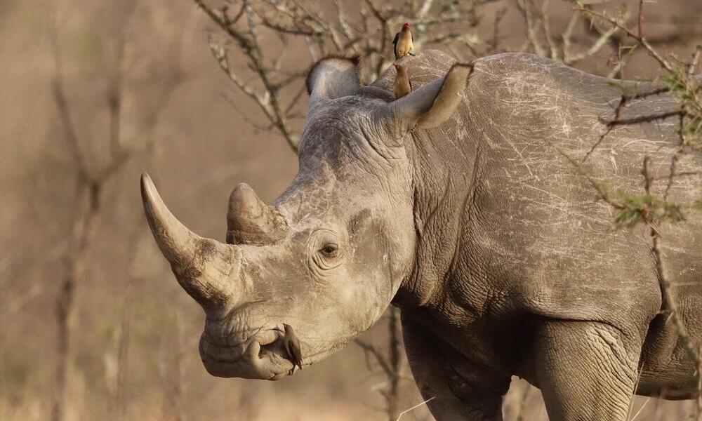 White rhino in South Africa Kruger National Park, standing in front of a thorny bush and with two small birds sitting on nostril and head
