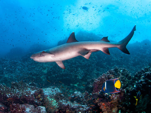 Underwater photo of shark swimming in ocean crowded with other fish