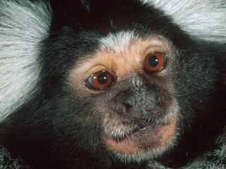 White-tufted-ear Marmoset found in Caatinga