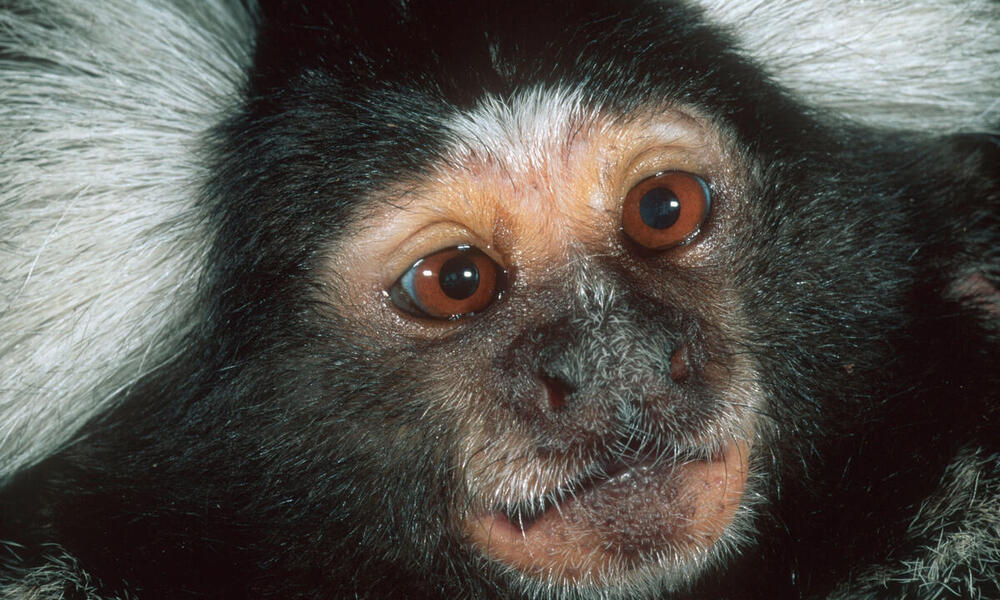 White-tufted-ear Marmoset found in Caatinga