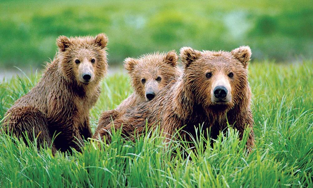 Bear Trio