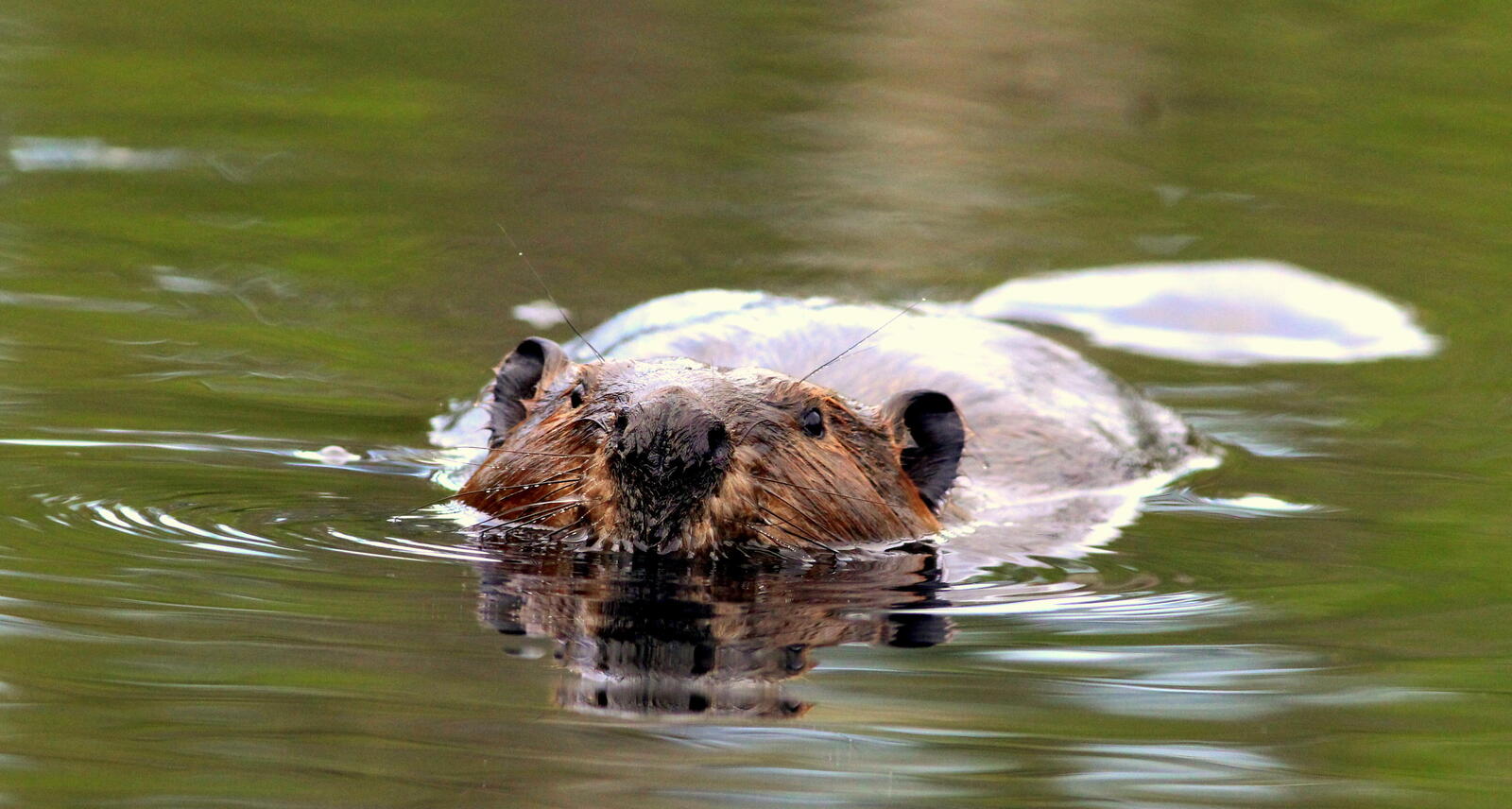 A beaver faces the camera swimming with its head out of water