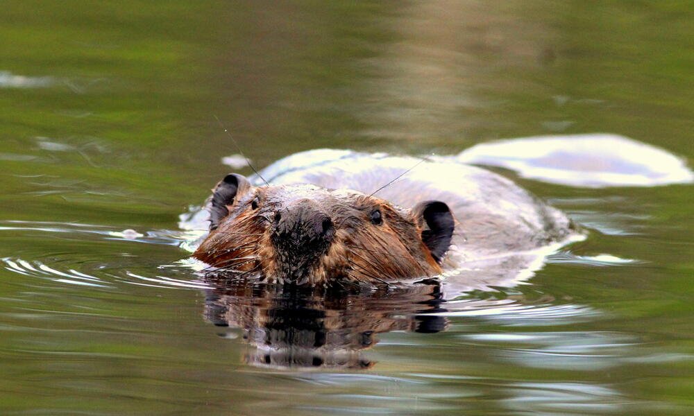 A beaver faces the camera swimming with its head out of water