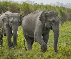 Watch your Noodles for Elephants' Sake