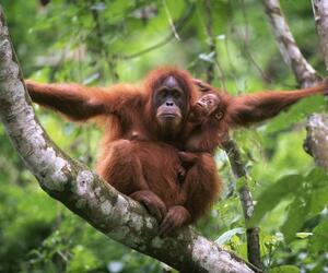 Swinging Orangutan