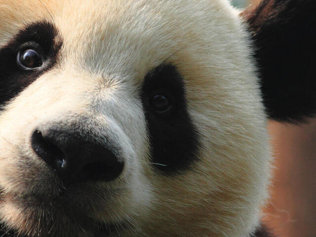Wild Panda for IRA Rollover effott