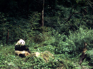 Photos & Videos | WWF