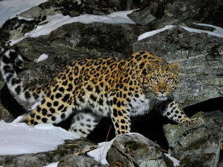 Wild female Amur leopard on rocky hillside in Far East Russia