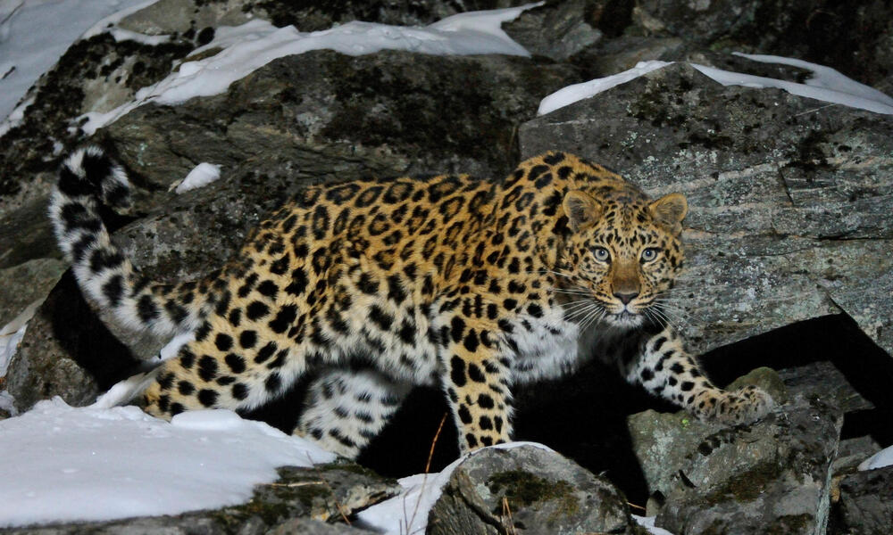 Wild female Amur leopard on rocky hillside in Far East Russia