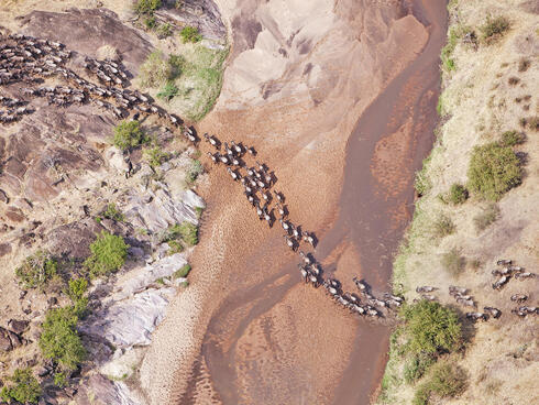 Aerial photo of wildebeest herd crossing a dry riverbed
