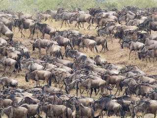 Wildebeest herd moving across grassland