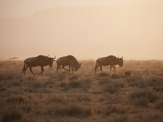 Wildebeest in misty area