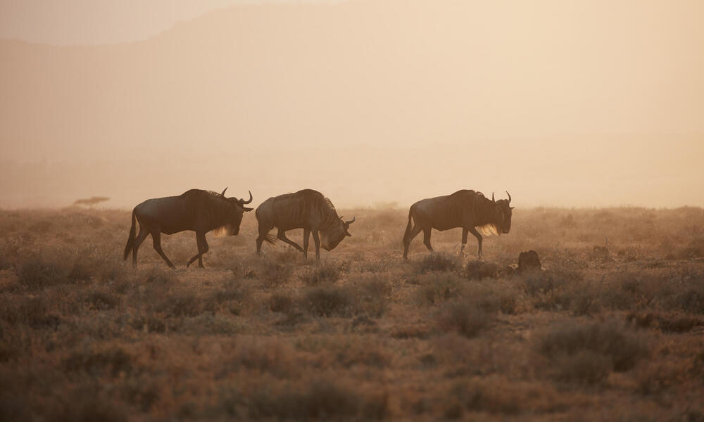 Wildebeest in misty area