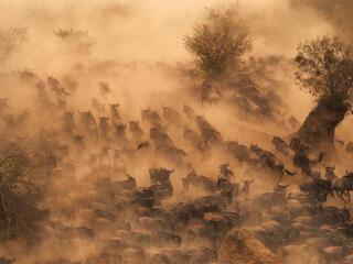 Hundreds of wildebeest rushing across a river