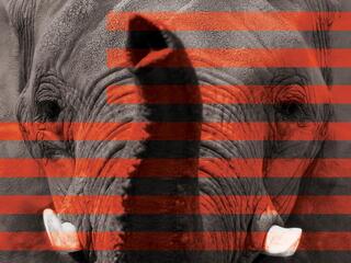 Elephant behind a silhouette of the American flag