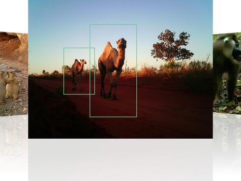 Wildlife Insights project images