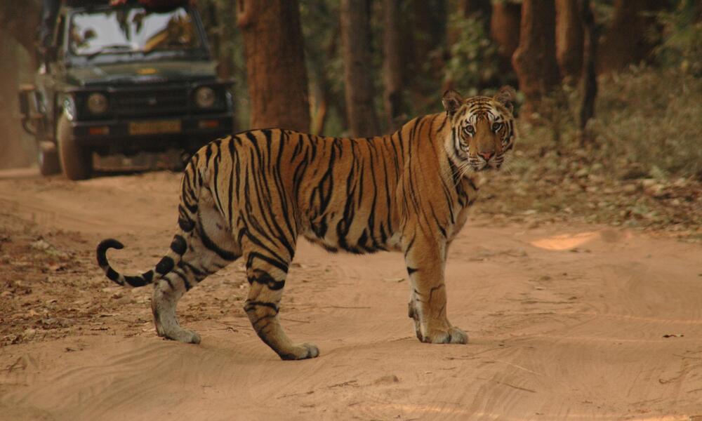 India Tiger Drive