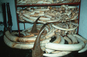 illegal wildlife trade