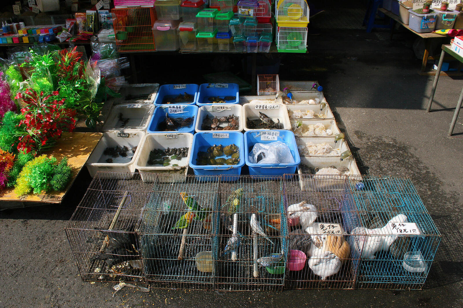 Live animals in cages at market