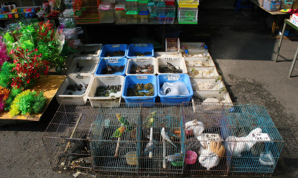 Reducing wildlife consumption to prevent pandemics | Magazine Articles