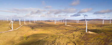 wind turbines stretch across peat landscape