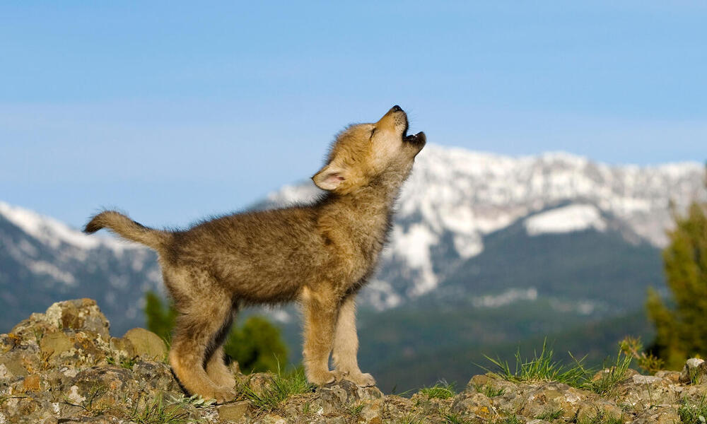 A wolf cub appears to howl on a sunny day with snow covered mountains in the background