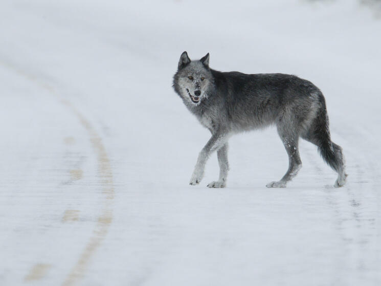 white gray wolf