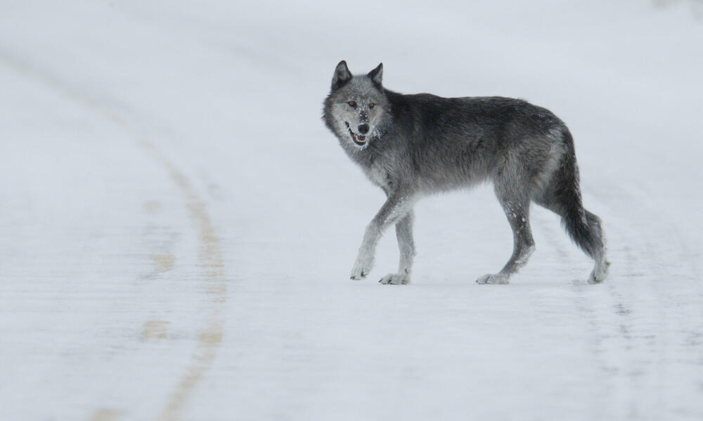 Ten Interesting Facts about Gray Wolves | Blog Posts | WWF