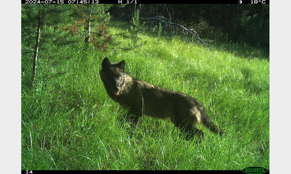 Wolf captured by camera trap