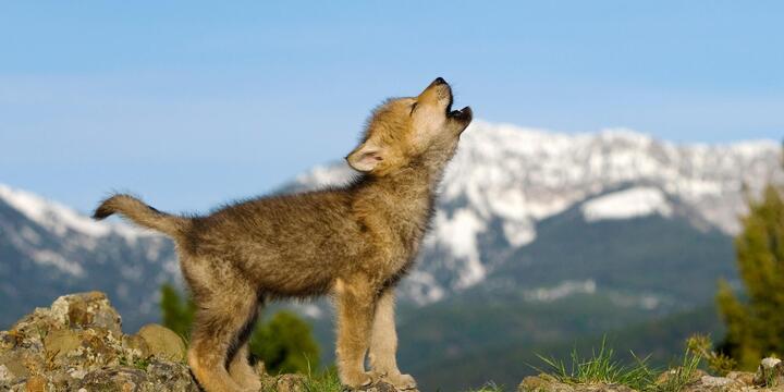 One-month old wolf pup howling in the Rocky Mountains.