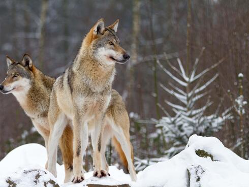 Wolves in snow