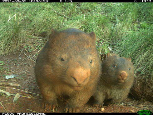 A wombat and its baby look at the camera