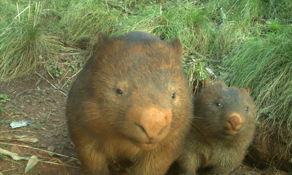 A wombat and its baby look at the camera