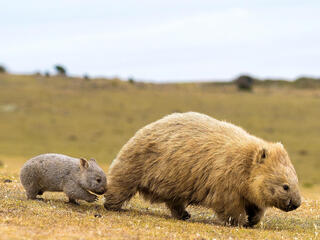Wombat and baby