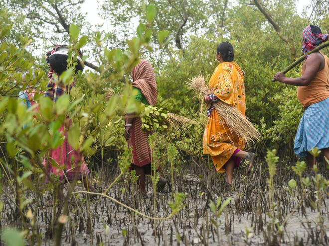 Women in brightly covered clothing walk through dense mangroves