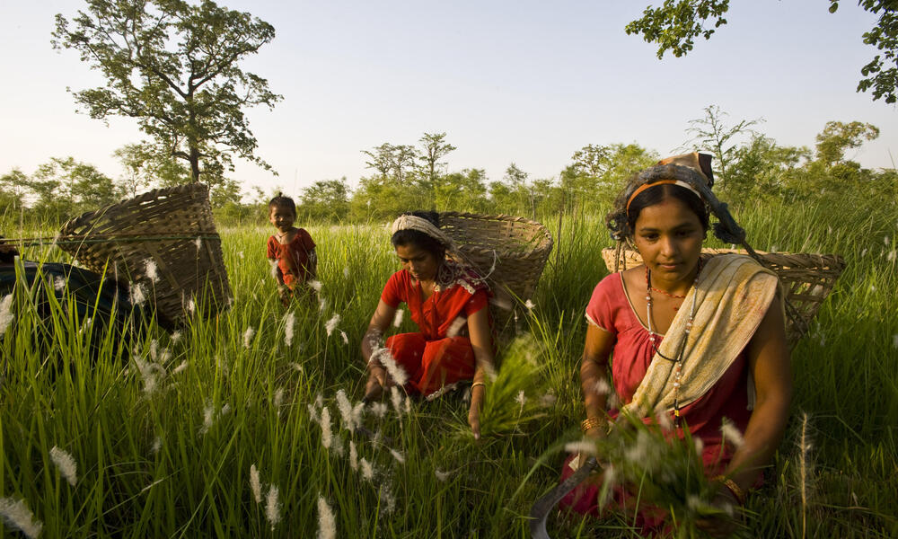 Women cutting grass