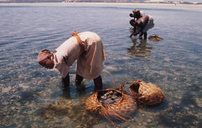 Women gleaning sand oysters in Mozambique