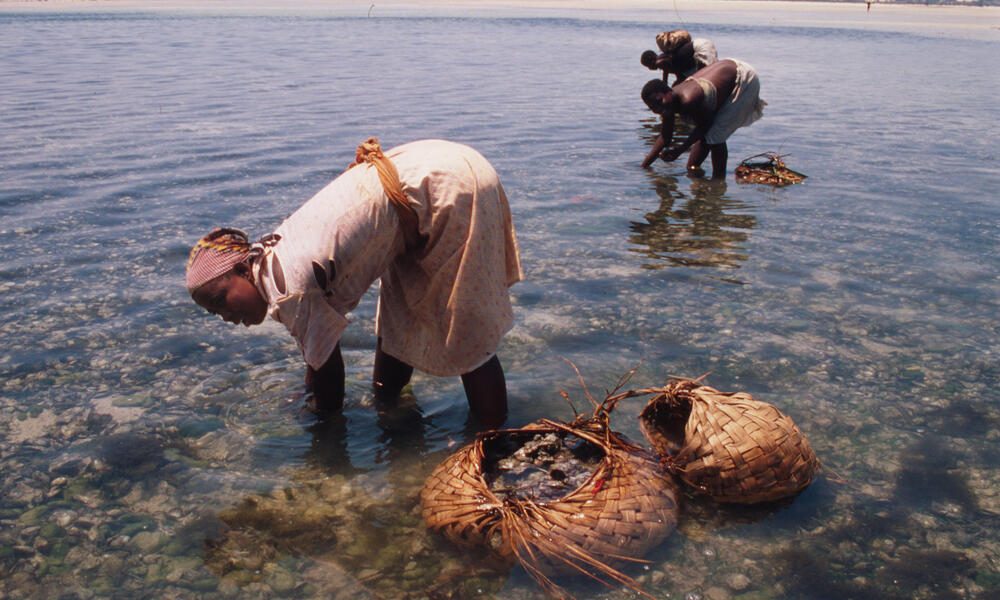 Women gleaning sand oysters in Mozambique