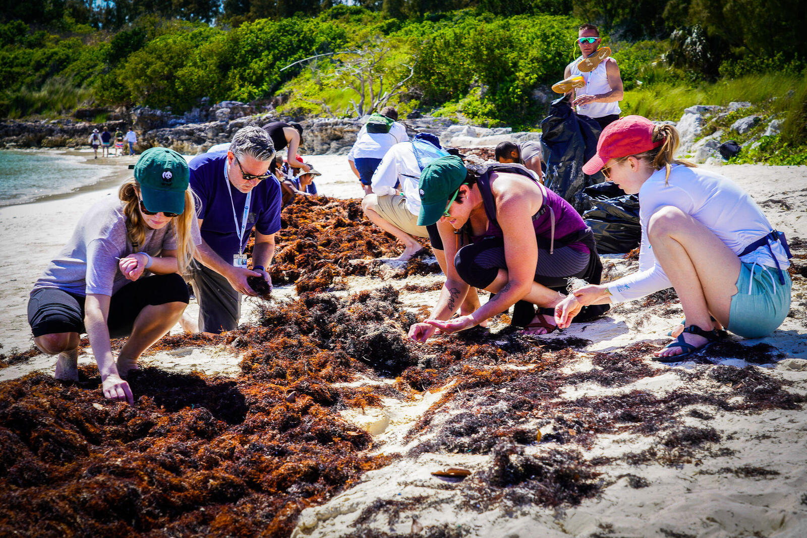 Women and a man search through seaweed for microplastics on a beach on a sunny day