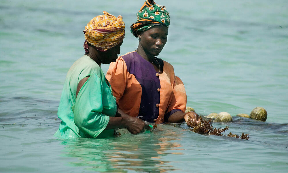 Two women in colorful head scarves standind waist deep in ocean examining seaweed