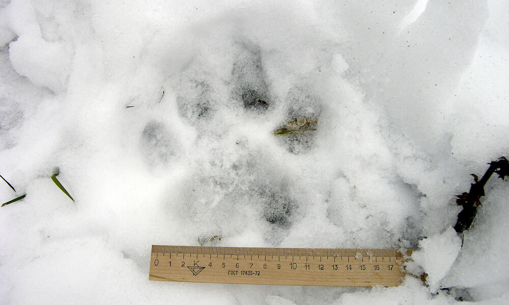 Wooden ruler to measure a foot print of a tiger paw in the snow