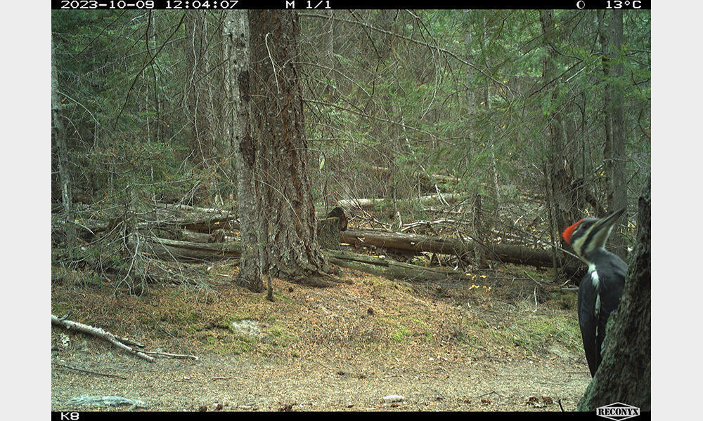 Piliated woodpecker captured by camera trap