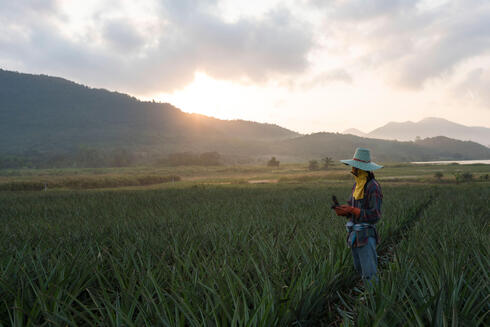 Worravoot Kassame stands in the middle of a pineapple field with the sun hanging low in the sky