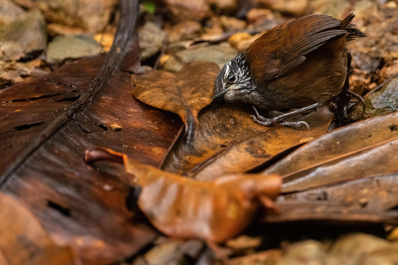 A small brown bird presses its head to the ground