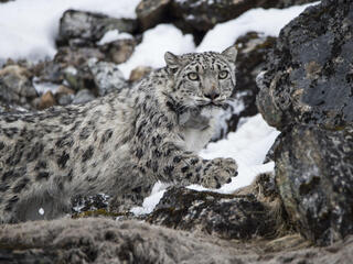 Collared snow leopard, Yalung.