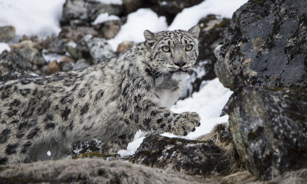 Collared snow leopard, Yalung.